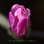 花と明暗 – [ ローキーな表現の花写真 ]