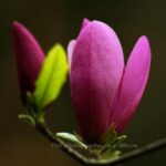 ローキーなモクレンの花