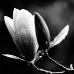 花とボケ – [ 前ボケファンタジー ]