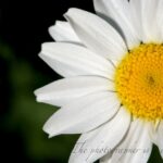 クリサンセマム