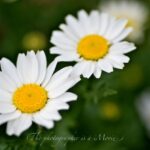 クリサンセマム