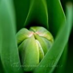 チューリップの蕾
