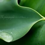 チューリップの葉と水滴