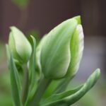 チューリップの蕾