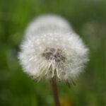 たんぽぽの綿帽子