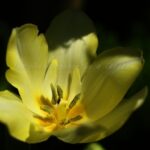 チューリップの花