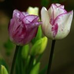 チューリップ　Ｍ１３５