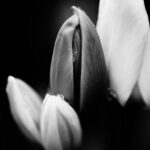 チューリップの蕾　モノクロ