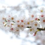 桜　2010