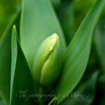 チューリップの蕾　DA35