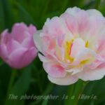 チューリップ 比較