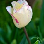 チューリップ