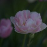 Ｋ、Ｍレンズの露出