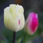 チューリップ