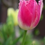 チューリップ