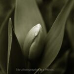 チューリップの蕾♪　ハードモノクローム