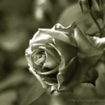 To you on the birthday of May　（5月の誕生日のあなたに）