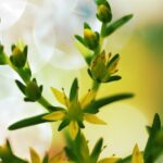 花とボケ – [ with 玉ボケ ]