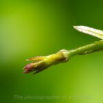 ツル植物の先端