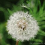 タンポポの綿毛　離陸