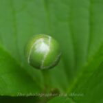 ナツツバキの蕾