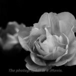 ハードモノクローム　チューリップ