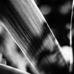 透けた葉 – [ 葉と光のマジック ]