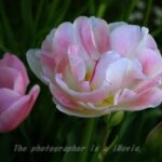 誕生日という名の通過点