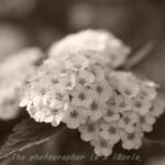 モノクロームのあじわい