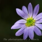 都忘れ （みやこわすれ）