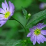 都忘れ （みやこわすれ）