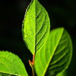 ナツツバキの透けた葉