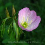 昼咲月見草 （ひるざきつきみそう）