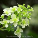 柏葉紫陽花 （かしわばあじさい）