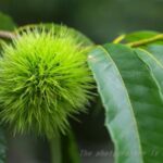 栗の幼果と百日紅の花
