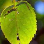 スノーボールの葉