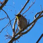 D FA MACRO 100mmF2.8 WR　メジロ　梅　初撮り♪