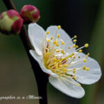 梅　一重　持田白（モチダシロ）