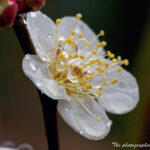 梅の花と水滴
