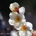 梅 一重 持田白(モチダシロ)