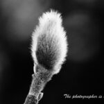 モクレンのつぼみ