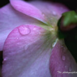 ヘレボルス・オリエンタリス