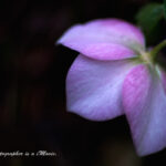 レッテンローズ