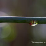 バラの茎と水滴