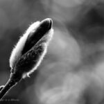 ヒメコブシのつぼみ