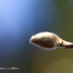 ヒメコブシのつぼみ