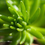 アカプルコゴールド