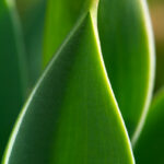 チューリップの新芽