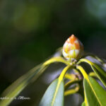 シャクナゲのつぼみ