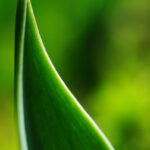 チューリップの葉　DA35